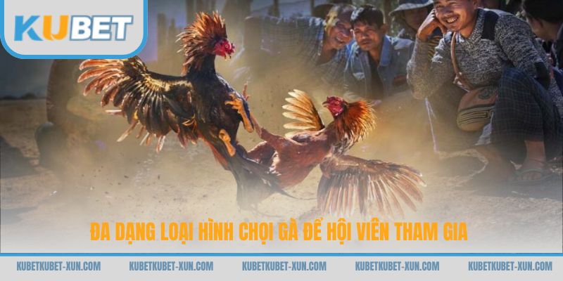 Đa dạng loại hình chọi gà để hội viên tham gia