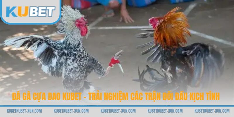 Đá Gà Cựa Dao Kubet - Trải Nghiệm Các Trận Đối Đầu Kịch Tính