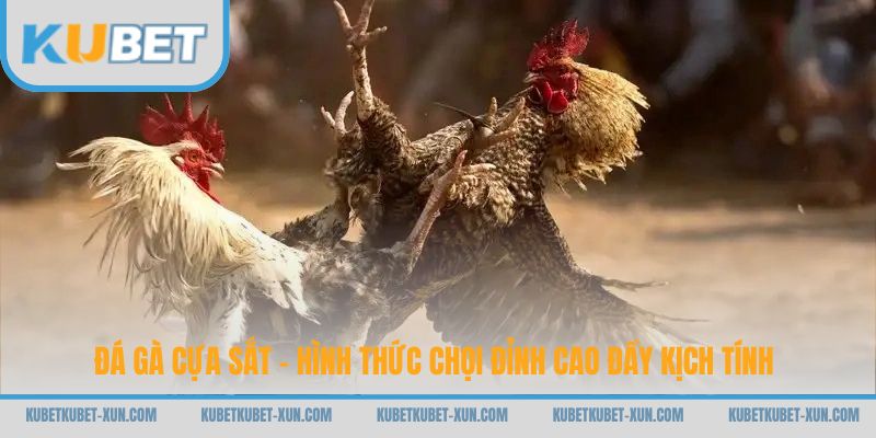 Đá Gà Cựa Sắt - Hình Thức Chọi Đỉnh Cao Đầy Kịch Tính