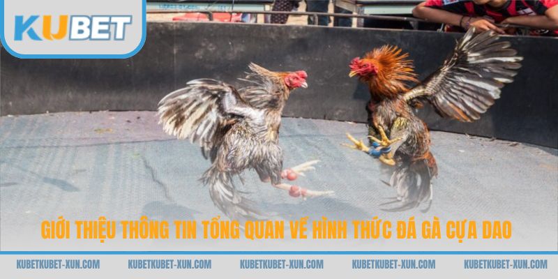Giới thiệu thông tin tổng quan về hình thức đá gà cựa dao