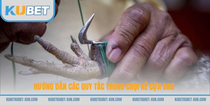 Hướng dẫn các quy tắc trong chọi kê cựa dao