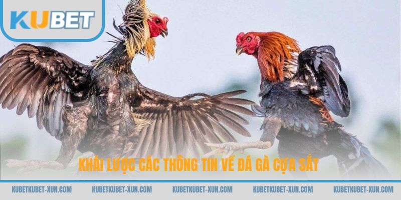 Khái lược các thông tin về đá gà cựa sắt