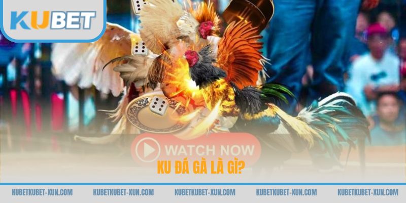 Ku đá gà là gì?