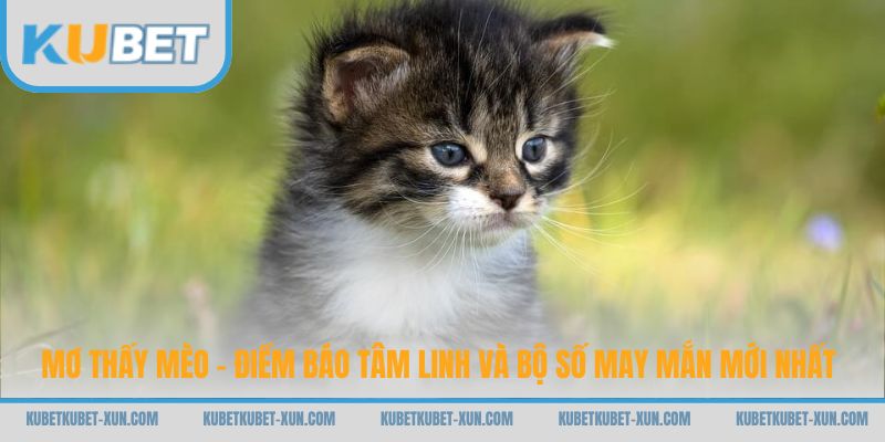 Mơ Thấy Mèo - Điềm Báo Tâm Linh Và Bộ Số May Mắn Mới Nhất