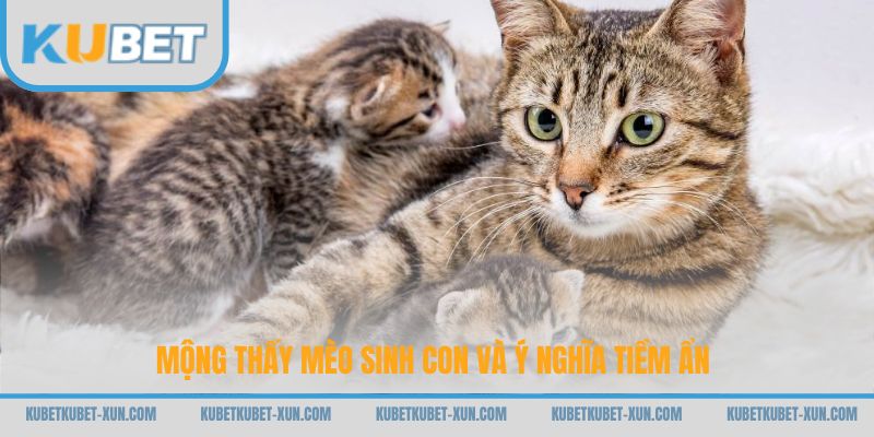 Mộng thấy mèo sinh con và ý nghĩa tiềm ẩn