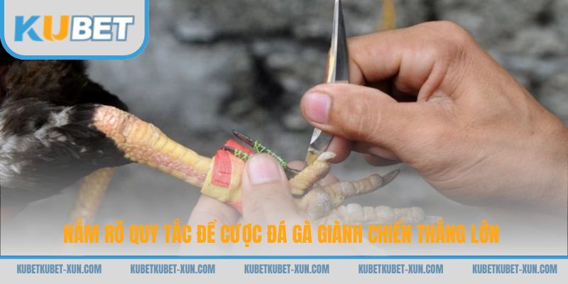 Nắm rõ quy tắc để cược đá gà giành chiến thắng lớn