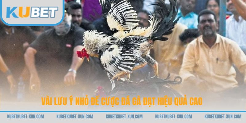 Vài lưu ý nhỏ để cược đá gà đạt hiệu quả cao